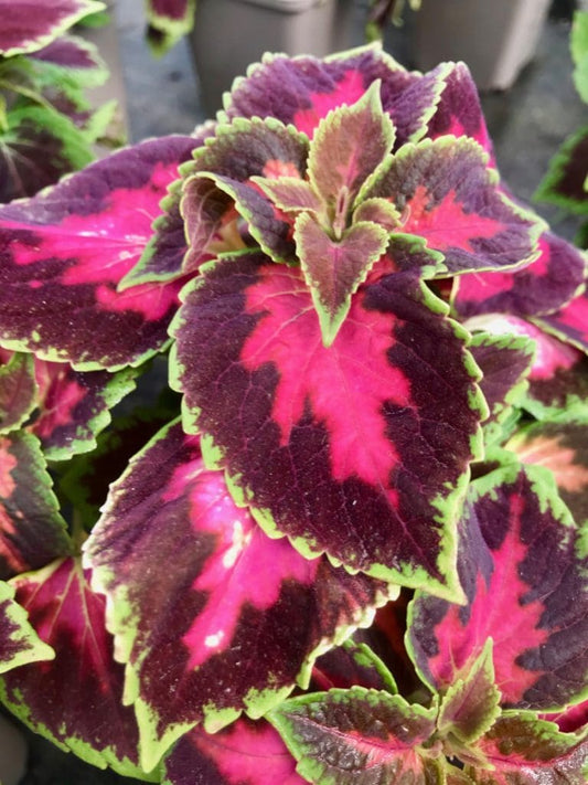 Coleus Main & Fifth Avenue