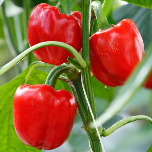 Majestic Red Sweet Pepper