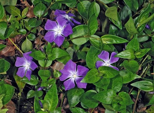 Vinca Major Vine
