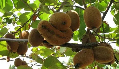 Actinidia Male Kiwi