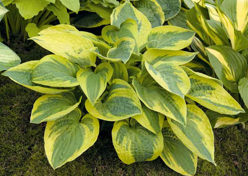 Hosta Mama Mia