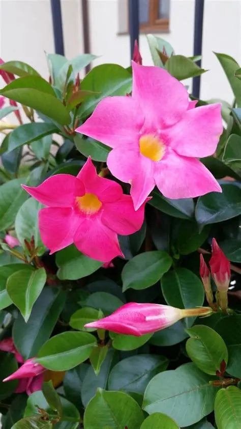 Mandevilla Vine Pink