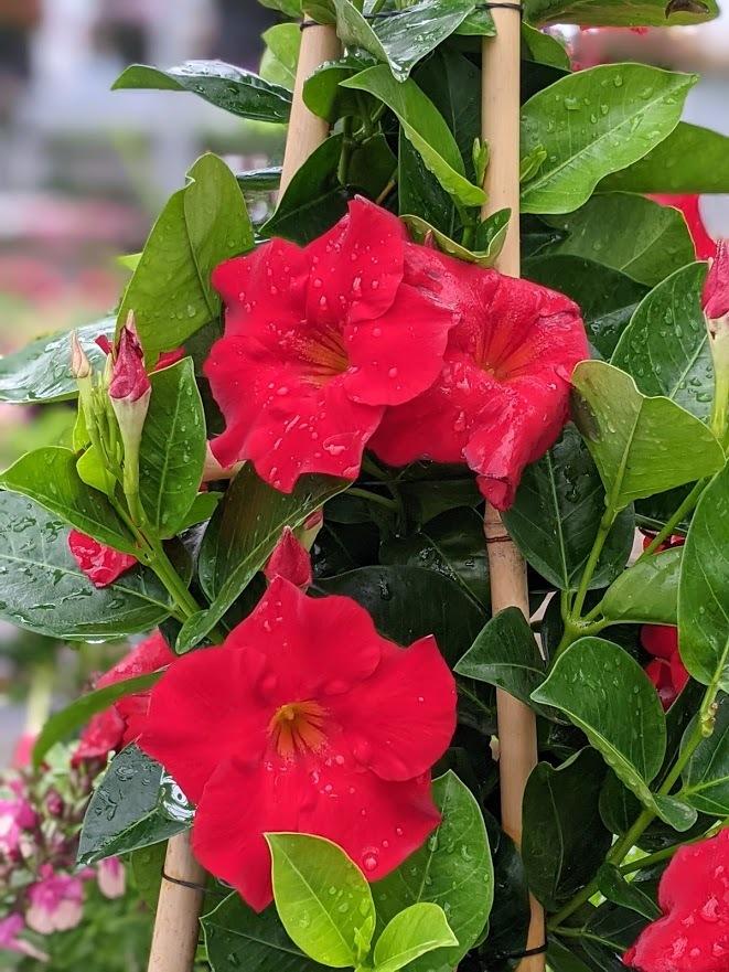 Mandevilla Velvet Red