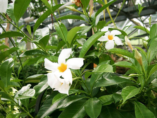 Mandevilla Vine White