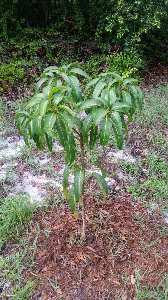 Mango Tree