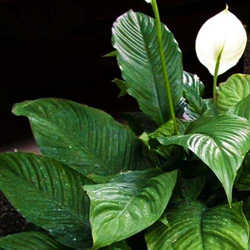 Spathiphyllum Mauna Loa