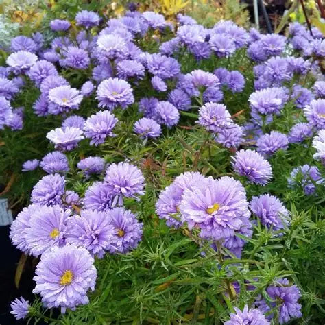 Aster-Marie Ballard