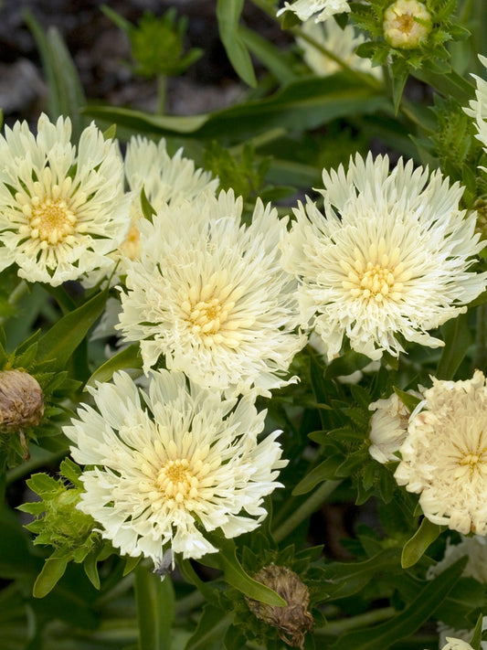 Aster-Stokesia Mary McGregor