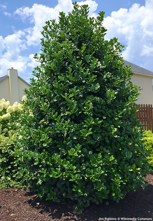 Holly Ilex Mary Nell