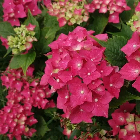 Hydrangea Masja