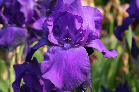 Iris Matinata
