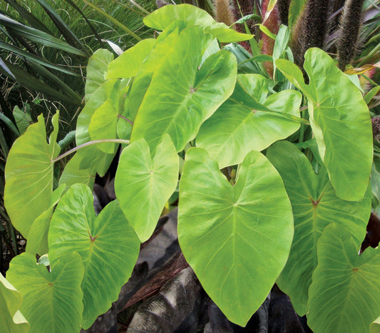 Colocasia Maui Gold