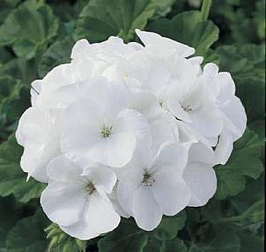 Geranium Zonal Maverick