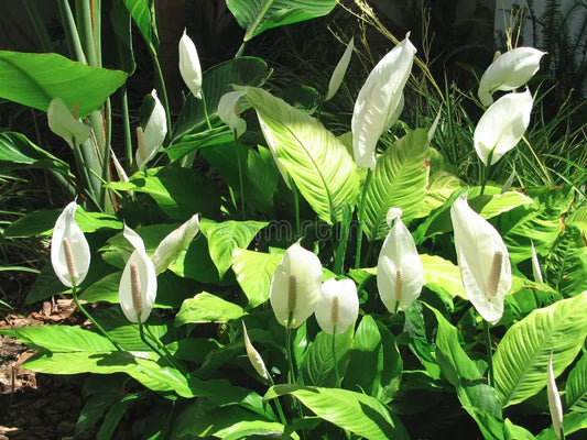 Spathiphyllum Maya Maya