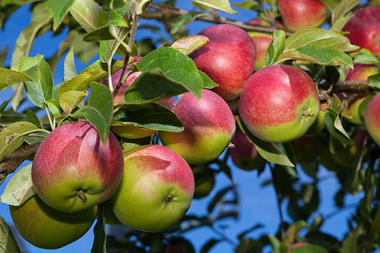 McIntosh Apple