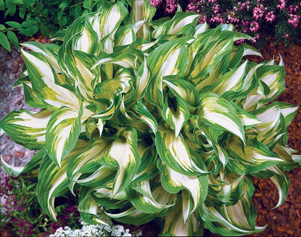 Hosta Medio Variegata