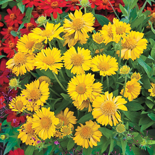 Gaillardia-Mesa Yellow