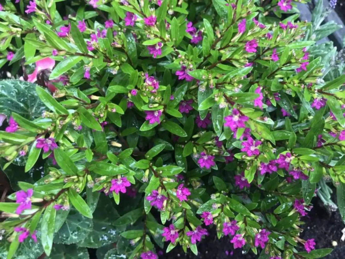 Cuphea Mexican Heather