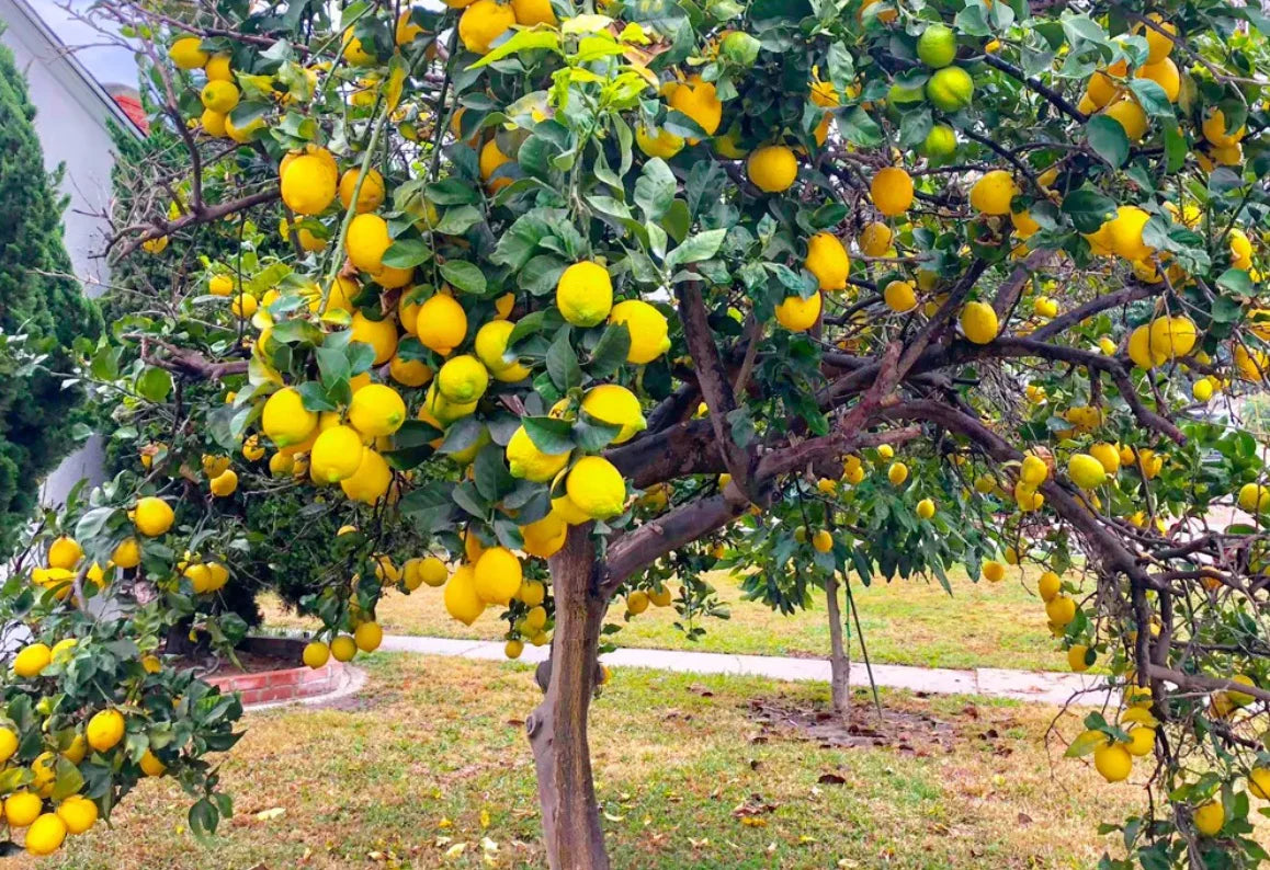 Giant Meyer Lemon Tree