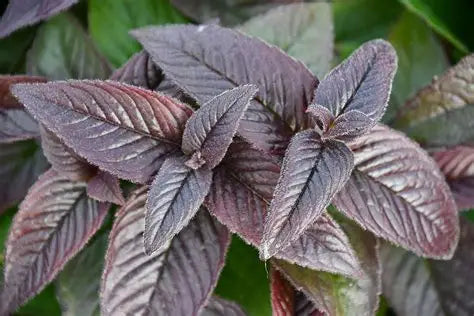 Monarda Midnight Oil
