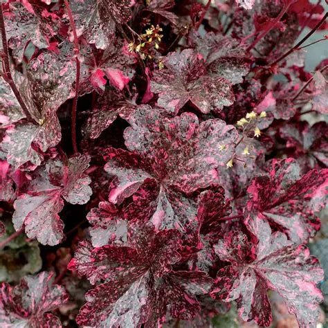 Heuchera-Midnight Rose