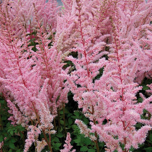 Astilbe-Mighty Pip