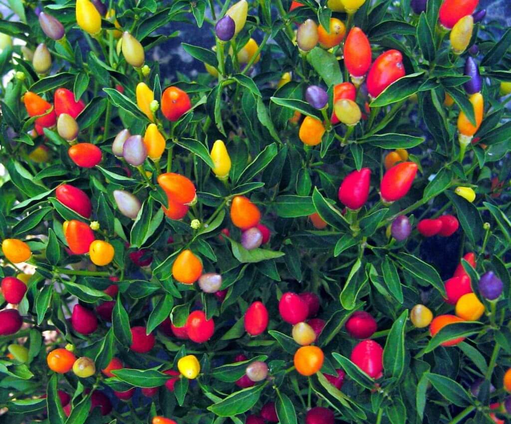Mini Variegated Hot Pepper