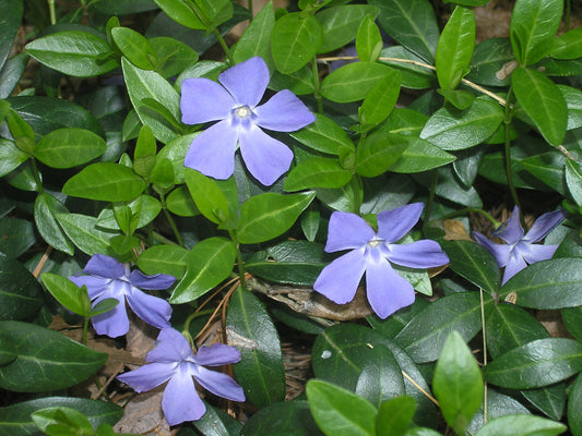 Vinca Minor Vine