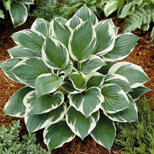 Hosta Minuteman