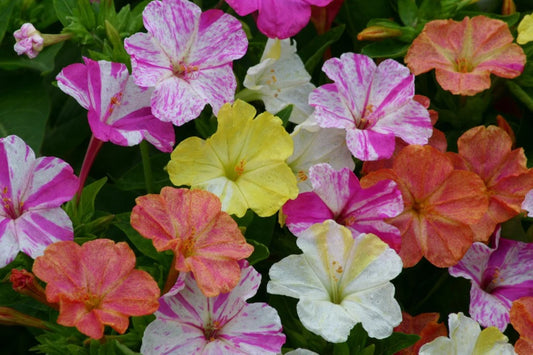 Mirabilis Marble's Mix