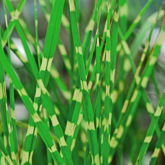 Miscanthus Zebra Stripe