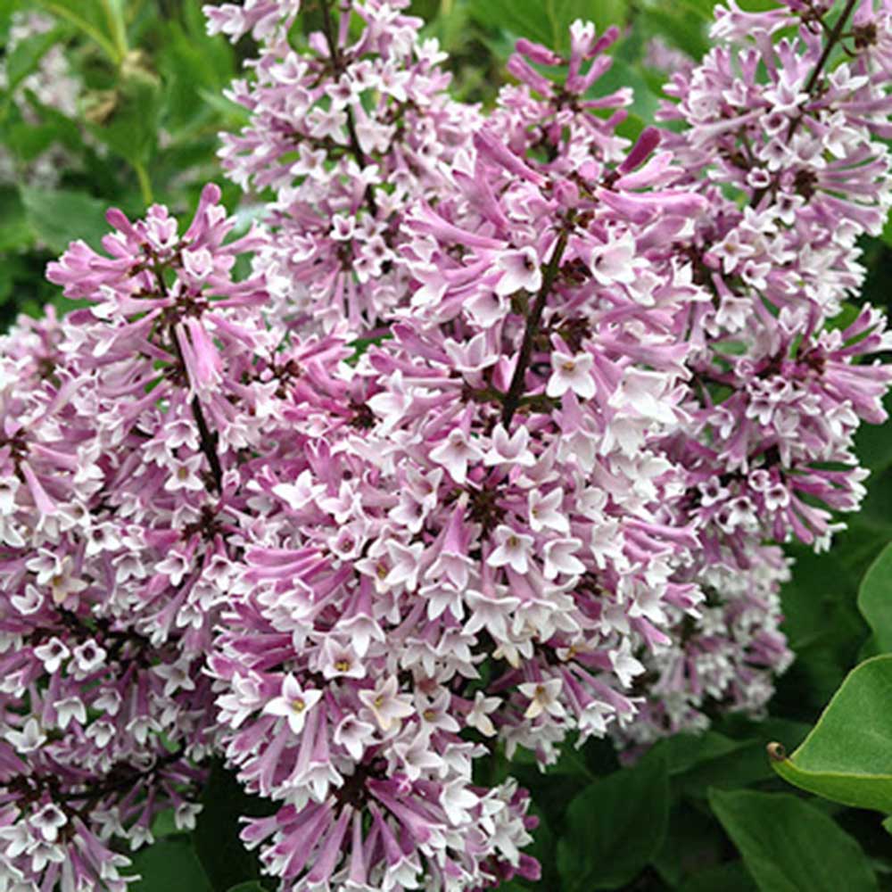 Miss Kim Dwarf Lilac