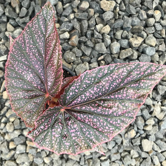 Begonia Angel Miss Mummy
