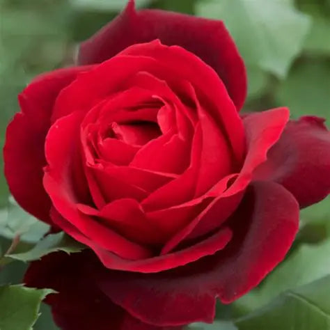 Mister Lincoln Hybrid Tea Rose