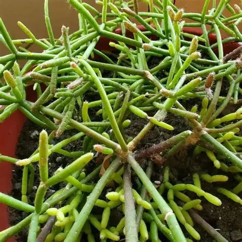 Mistletoe Cactus