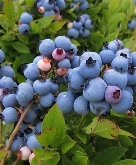 Misty Blueberry