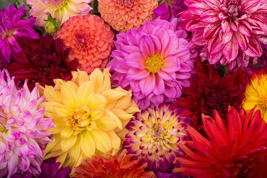 Dahlia-Small Mixed Colors