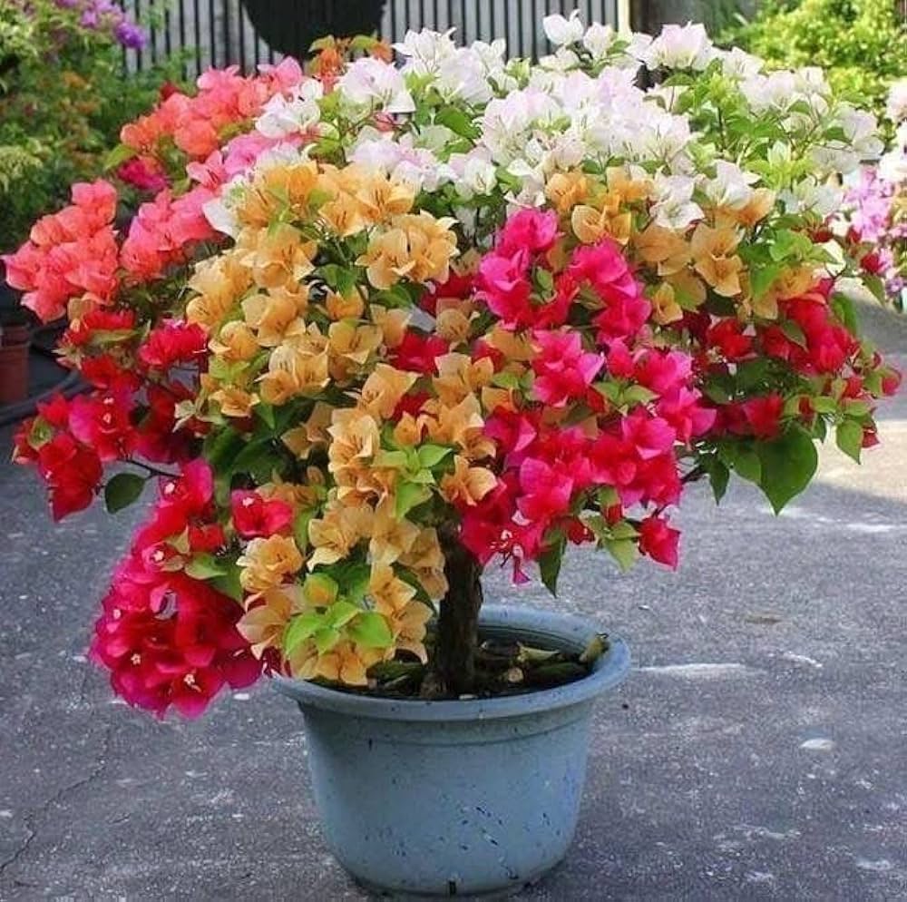 Bougainvillea Mixed Tree