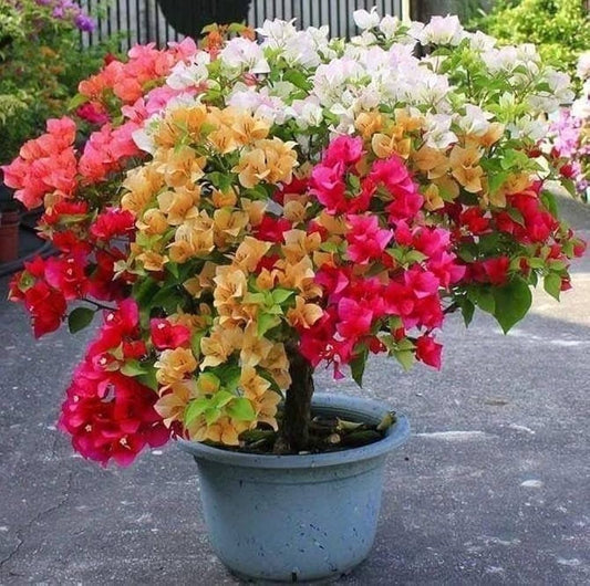 Bougainvillea Mixed Tree