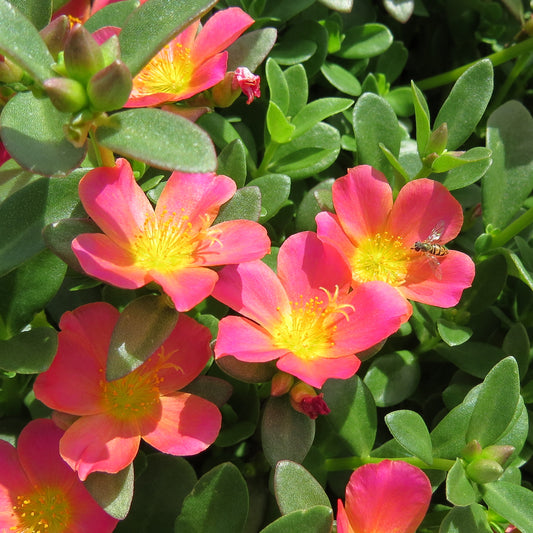 Portulaca Mojave Pink