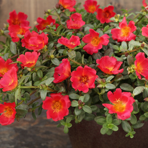 Portulaca Mojave Red