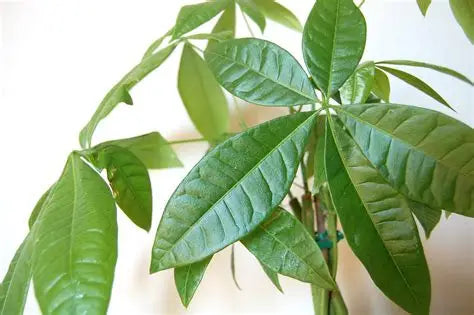 Guiana Chestnut Money Tree