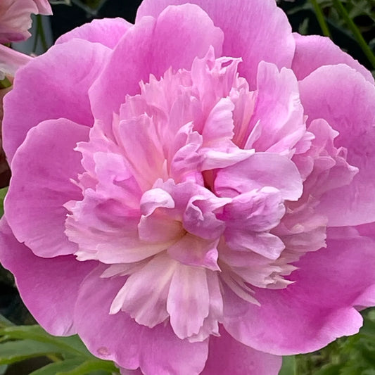 Peony Monsieur Jules Elie