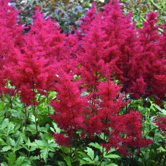 Astilbe-Montgomery