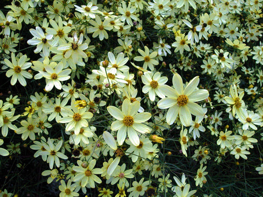Coreopsis-Moonbeam