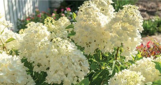 Hydrangea Moon Dance