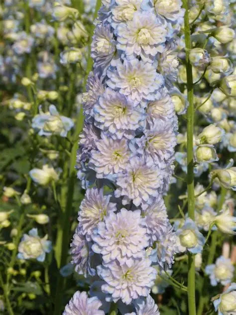 Delphinium-Moonlight
