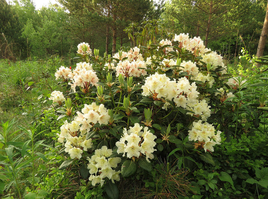 Rhododendron Moonlight