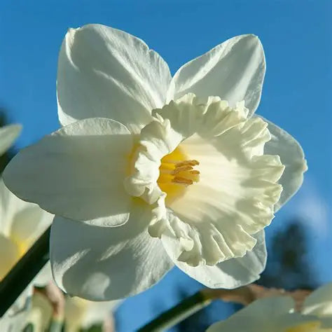Daffodil Mount Hood