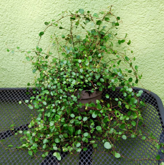 Muehlenbeckia Axillaris Basket